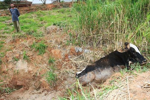 Vaca atolada da Ana Maria Braga