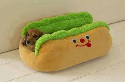 ISSO É QUE É CACHORRO QUENTE