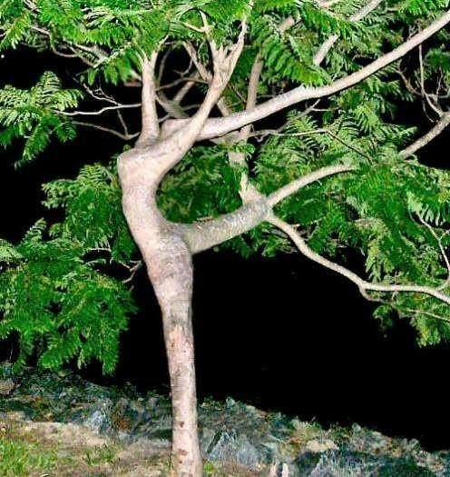 AQUI EM GUAPÉ A NATUREZA VIVE EM FESTA E AS ÁRVORES DANÇAM.SÃO COMO ES...