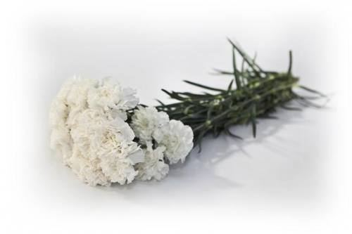 MARCELO LAGOA,UM BOUQUET DE CRAVOS BRANCOS PARA TI E PARABÉNS,MUITA PA...