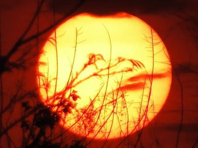 UM SOL DE ESTALAR MAMONA