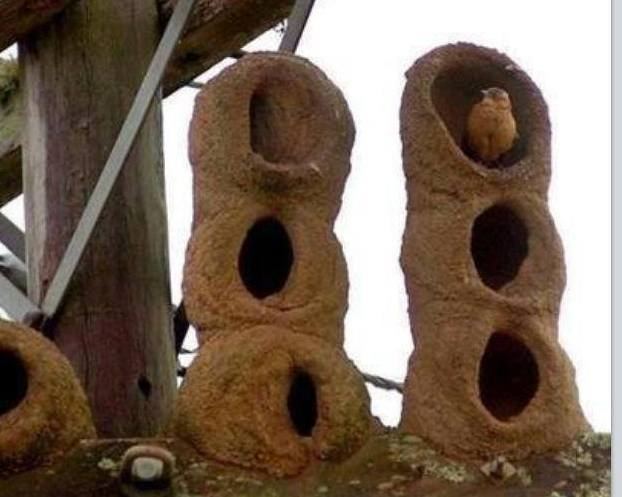 O PEDREIRO DA FLORESTA!!! AH!!!O AMOR