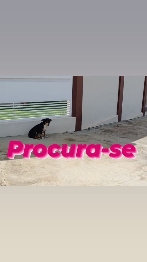 QUEM tiver notícia desse cachorrinho favor entrar em contato aqui